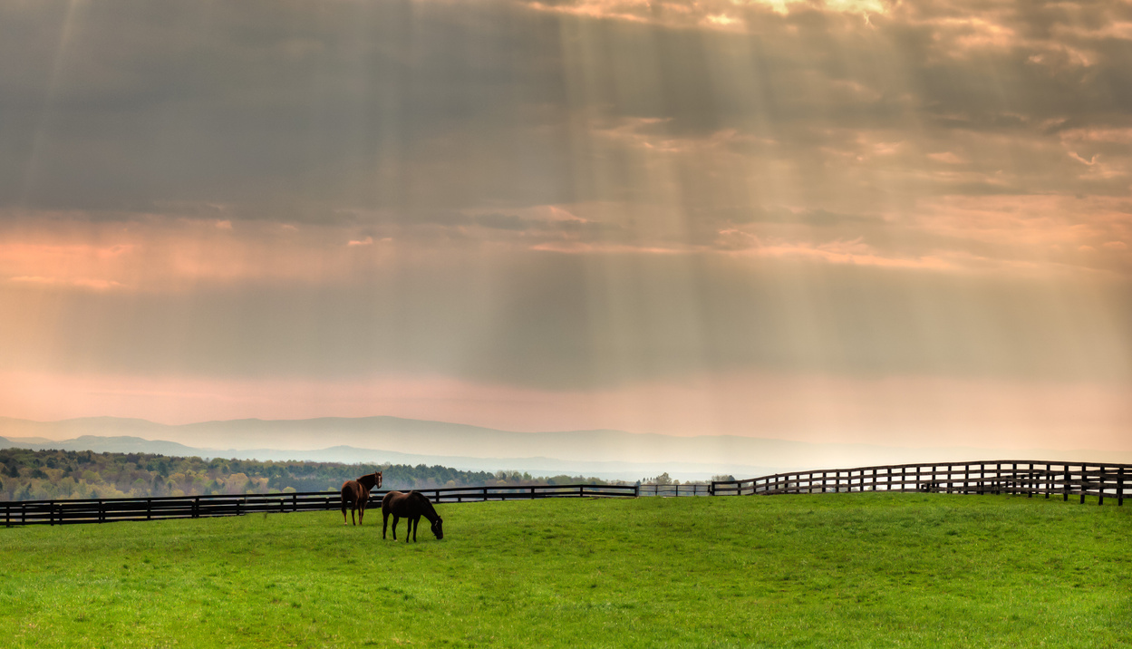 Sunlit Horses on Derby Day